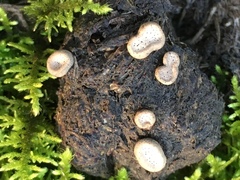 Poronia erici