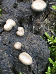 Poronia erici