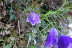 Adenophora morrisonensis