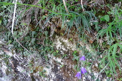 Adenophora morrisonensis