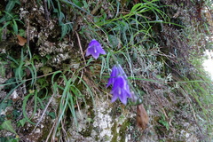 Adenophora morrisonensis