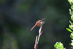 Sympetrum illotum