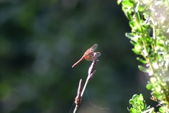 Sympetrum illotum