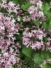 Syringa meyeri