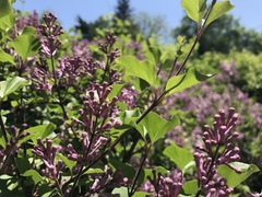 Syringa meyeri