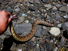 Crotalus oreganus
