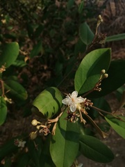 Capparis odoratissima