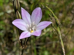 Triteleia