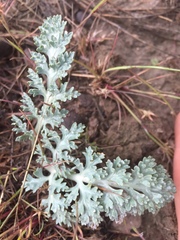 Cymopterus