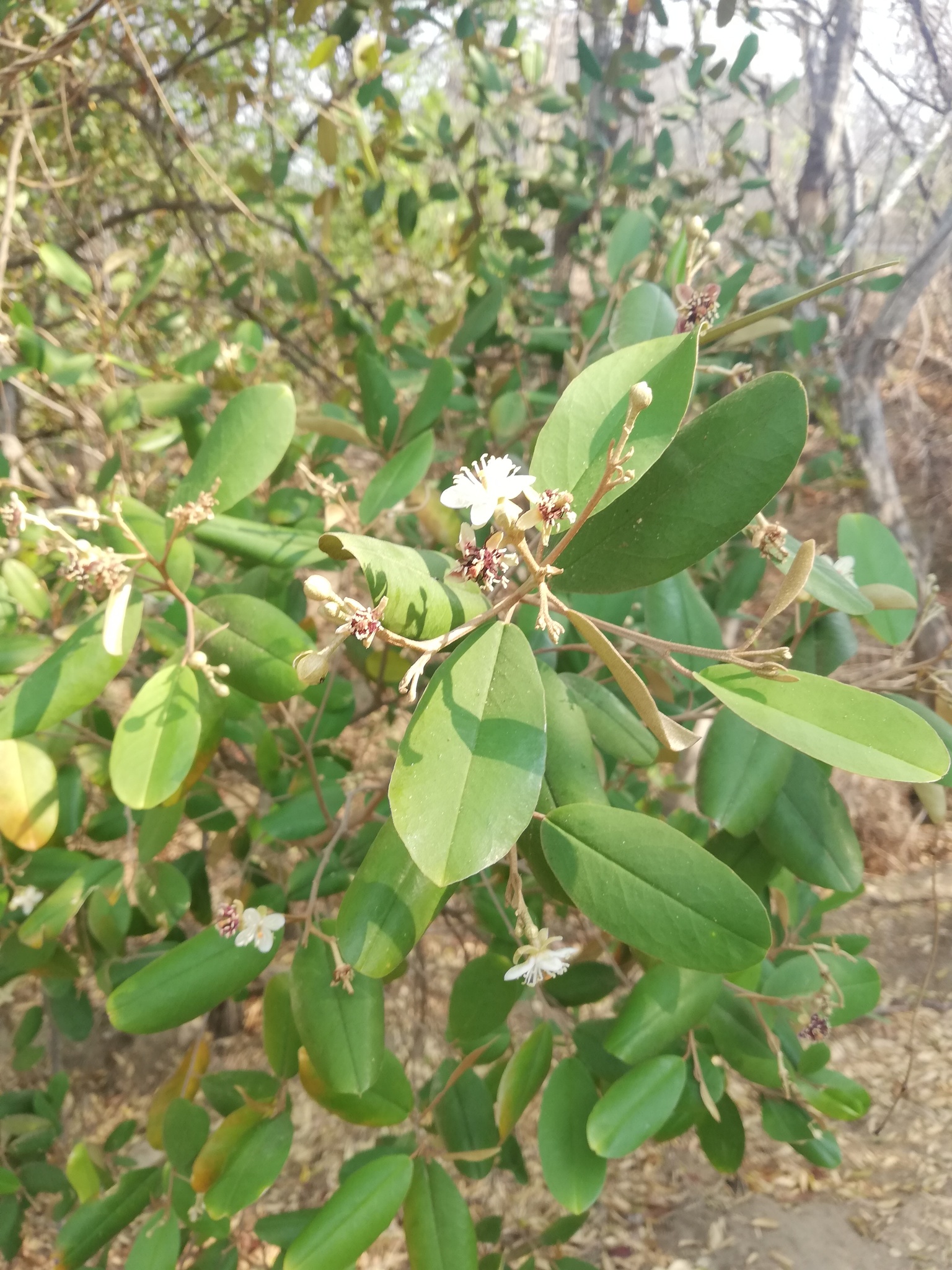 Quadrella odoratissima (Jacq.) Hutch.