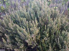 Erica hispidula