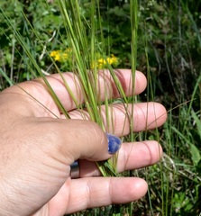 Hesperostipa spartea