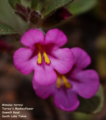 Diplacus torreyi