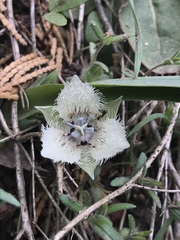 Calochortus westonii