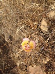 Calochortus plummerae