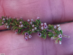 Erica hispidula