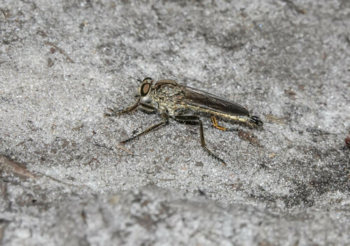 Dune Robber Fly, Valkenswaard, Nederland, photo 7 of 10