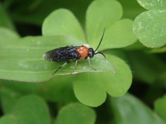 Moricella rufonota