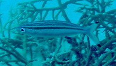 Pterocaesio trilineata