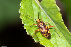 Heteroptera