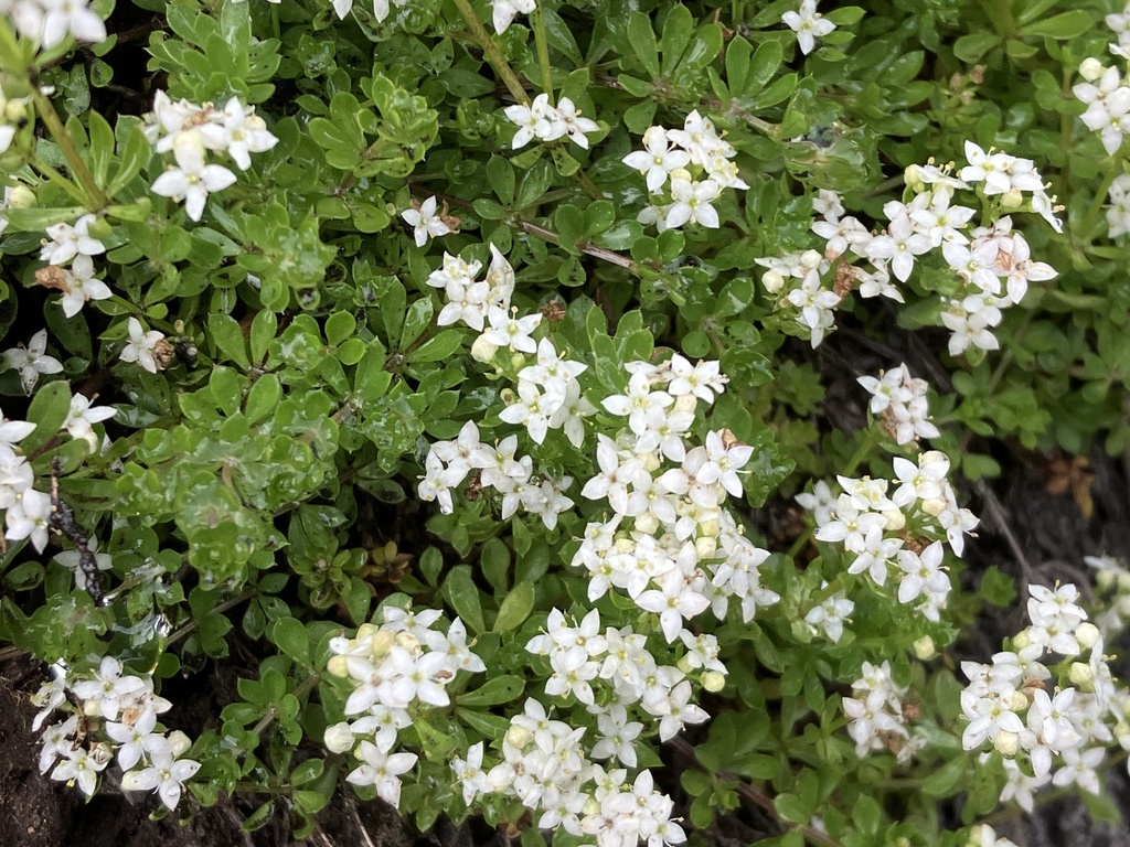 Heath Bedstraw