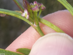 Centella rupestris