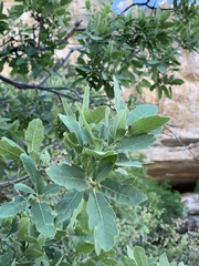 Quercus × undulata