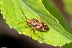 Heteroptera