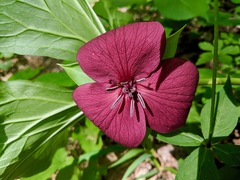 Trillium vaseyi