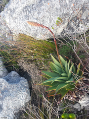 Aloe succotrina