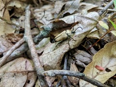 Trigonarthris