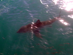 Carcharodon carcharias