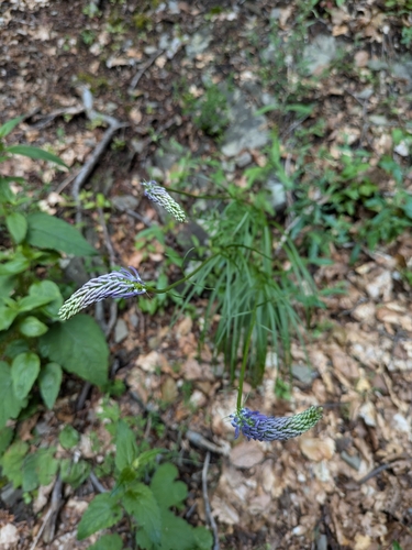 Phyteuma scorzonerifolium, photograph 5