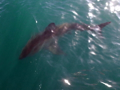 Carcharodon carcharias