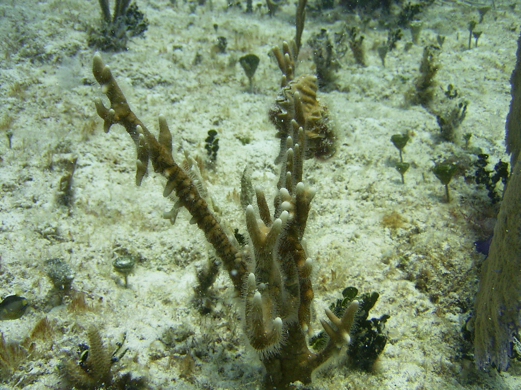Branching Fire Coral