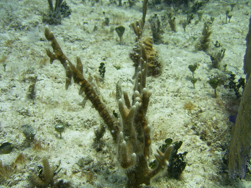 Branching Fire Coral