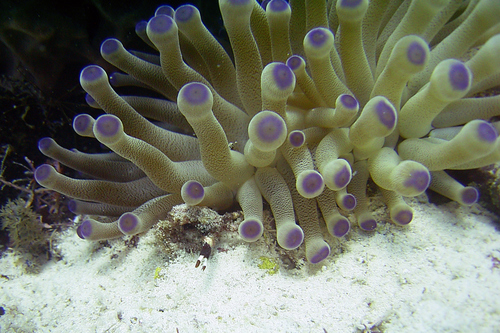 Mithraculus cinctimanus