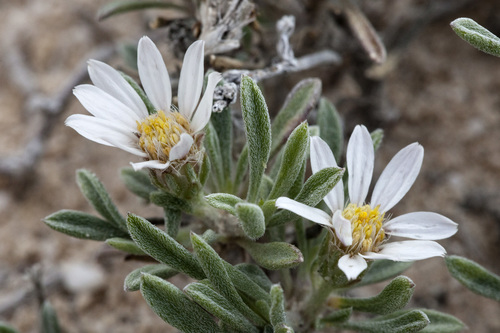 gypsum-lovingTownsend daisy (Townsendia gypsophila)