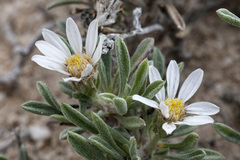 Townsendia gypsophila