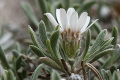 Townsendia gypsophila