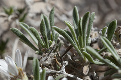 Townsendia gypsophila