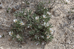 Townsendia gypsophila