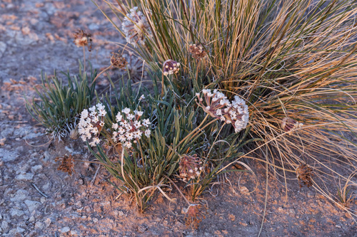 Galisteo sand verbena (Abronia bigelovii)