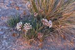 Abronia bigelovii