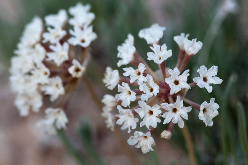 Galisteo sand verbena (Abronia bigelovii)