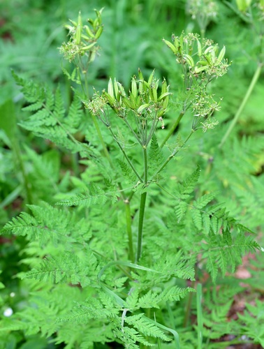 Cicely (Myrrhis odorata)