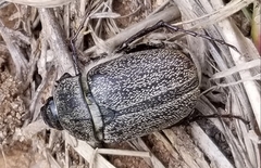 Phyllophaga lanceolata