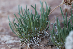 Abronia bigelovii