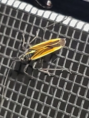 Leptopterna dolabrata