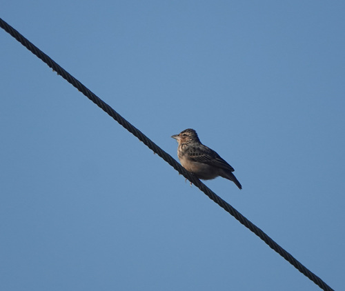 Alondra de Assam (Plocealauda assamica)